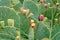 Brown Spined Prickly Pear