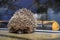 Brown spiny hedgehog sits on the hood of the car in the summer