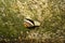 Brown spiral shell snail on a lichen stone