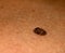 Brown spot. Scaly, flaky. Birthmark on skin.