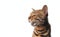 brown spotted bengal cat with green eyes meowing looking to the side