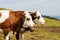 brown spotted cows in the black forest germany