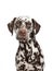 Brown spotted dalmatian dog portrait facing the camera