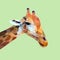 Brown spotted giraffe face orange horn long neck isolated on green background, wild animal low polygon cartoon icon