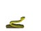 Brown spotted green baby pit viper on white
