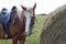 Brown spotted horse eating hay, standing next to a stack