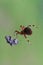 Brown Spotted Orb Weaver Spider approaching Spotted Lantern Fly Trapped in its web