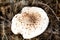 Brown spotted poisonous toadstool in autumn forest