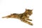 Brown Spotted Tabby Bengal Domestic Cat, Adult laying against White Background