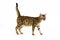 Brown Spotted Tabby Bengal Domestic Cat, Adult standing against White Background