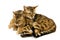 BROWN SPOTTED TABBY BENGAL DOMESTIC CAT, PAIR EMBRACING