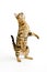 Brown Spotted Tabby Bengal Domestic Cat standing on Hind Legs against White Background