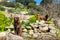 Brown springer dogs guarding a field in the Maltese countryside during a sunny winter day, Malta