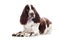 Brown springer spaniel dog portrait
