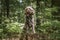 Brown Sprockapoo dog - Springer Cocker Poodle cross - sitting on a tree stump looking left