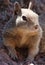 Brown Squirrel on a bed of rocks and gravels on a sunny day