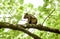 A Brown Squirrel Eyes Visitors From Its Tree Perch.