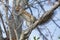 Brown Squirrel Gnawing On a Branch