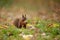 Brown squirrel holding wallnut in her paws.