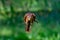 Brown squirrel in mid-air jumping against a vibrant green backdrop of foliage