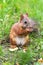 Brown squirrel with nuts