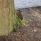 Brown squirrel peeping around tree trunk