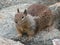 Brown squirrel on the rocks