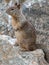 Brown squirrel on the rocks