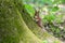 Brown squirrel sits atop a bed of lush, green moss.