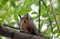 Brown squirrel sits tree branch in thicket summer forest closeup