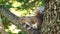 Brown squirrel sitting on tree trunk, close shot, blur background, mammal, park