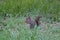 Brown squirrel standing on the grass