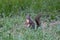 Brown squirrel standing on the grass
