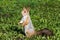 Brown squirrel stands on his hind legs on green grass with his mouth open