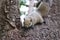 A brown squirrel is walking on a tree. Bright eyes look happy