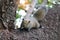 A brown squirrel is walking on a tree. Bright eyes look happy