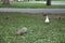 Brown squirrels with goose