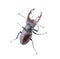 Brown stag beetle