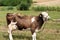 Brown stained cow eating grass from farmer\'s hand on a green mead