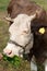 Brown stained cow eating grass from the farmer\'s hand on a green mead