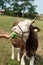 Brown stained cow eating grass from the farmer\'s hand on a green mead