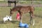 Brown stallion foal is playing with brightly colored rubber inflatable animal toys, in the pasture, riding horse