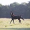 Brown stallion with pricked ears in morning field