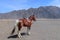 Brown stallion with white legs and harness. The horse stands on a plain of black sand and the sun casts its shadow on the ground.