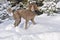 Brown Standard Poodle playing in Snow