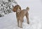 Brown Standard Poodle standing in Snow