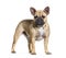 Brown Standing French bulldog, isolated