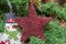 Brown star Christmas ornament tree, detail, close up