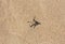 Brown starfish on a beach sand. Ideal as a background for your holiday/vacation/sea-related project photo