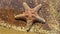 Brown starfish on a rock